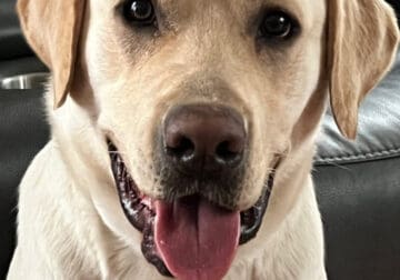 Selling my 2 year old Yellow Lab!
