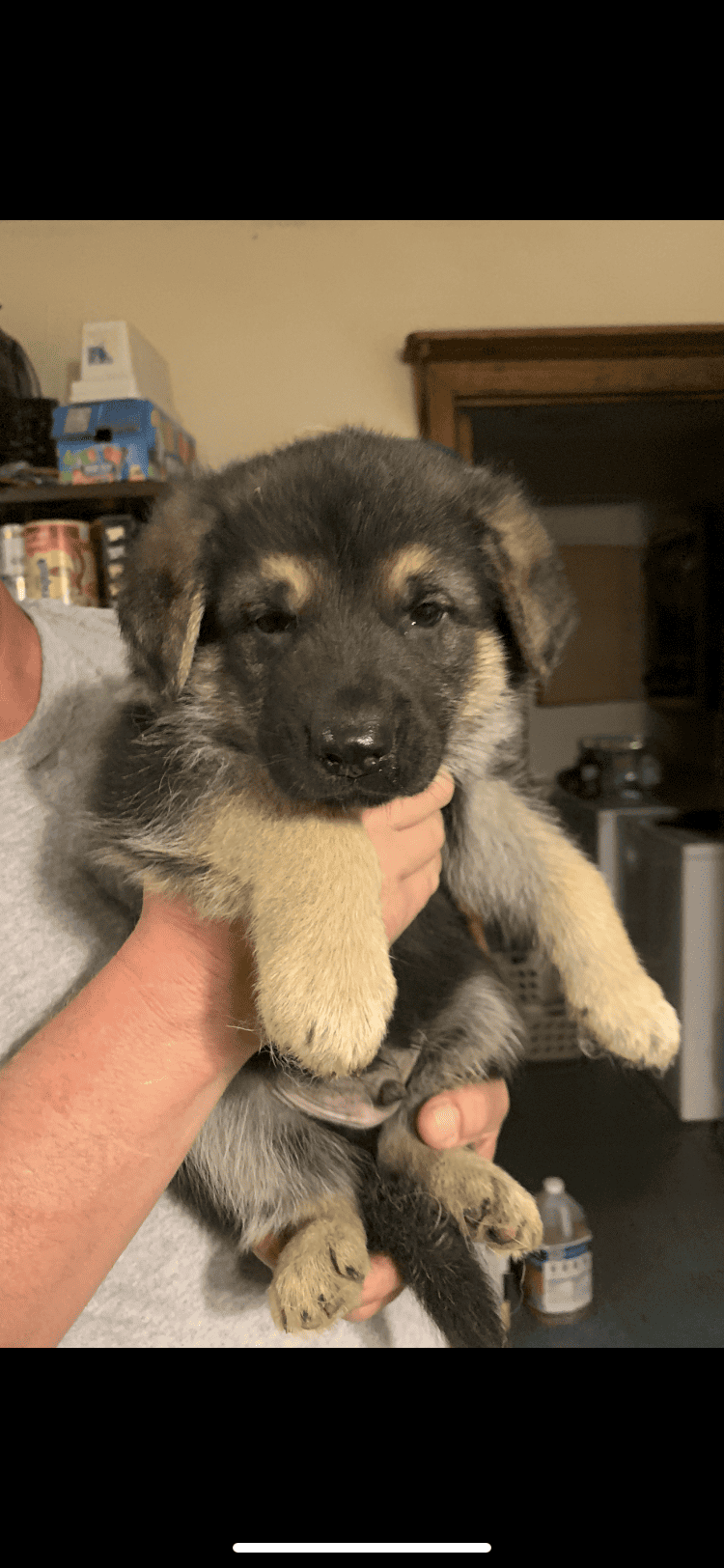 German Shepherd puppies | PetClassifieds.com