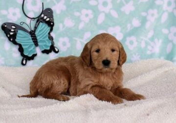 Standard Goldendoodle Puppies Available Now