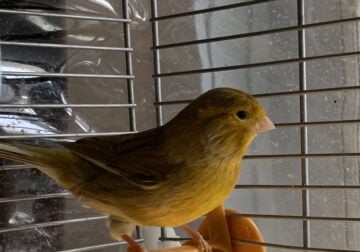 Singing Male Canaries For Sale