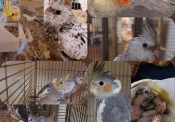 Cockatiels; every color avaliable & babies