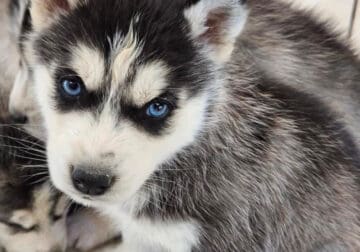 Female puppy husky for sale