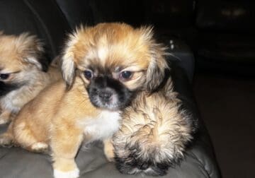 Shipoo puppies for sale