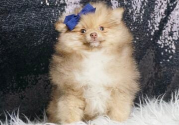 Bootsieboy AKC Pomeranian