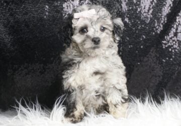Hazybaby AKC/UABR Ch Lines Toy Poodle