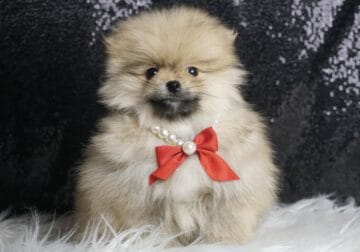Mr Steal your Girl Pomeranian AKC