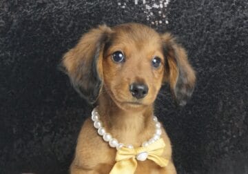 Frankie AKC Mini dachshund