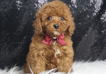 Squiggles AKC Toy Poodle
