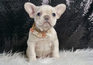 Laceygirl AKC Frenchies
