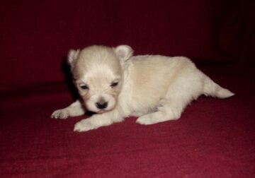 On Hold–Pinky – Apricot MaltiPoo female, non-shed