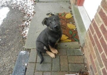 5 month old male black and tan German Shepard