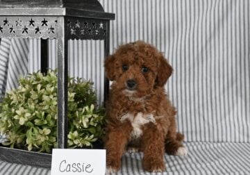 AKC Mini Poodle Puppy-Cassie