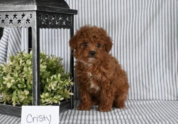 AKC Mini Poodle Puppy-Cristy