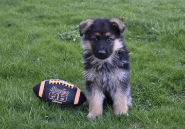 AKC German Shepherd Puppy-Cody