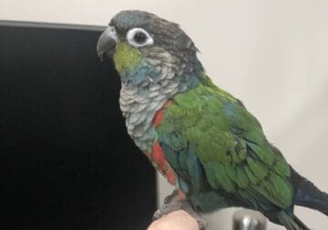 Sweetest and most lovely Crimson belly conure