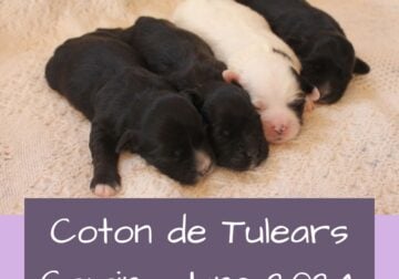 Coming Soon – Coton de Tulear Puppies