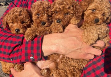 Red Toy Poodles in Arizona