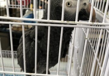 Adult Timneh African Grey for sale