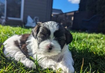 ****TOY SHIHTZU PUPS AVAILABLE****