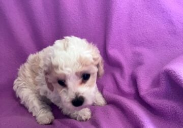 Toy Poodle Baby Girl 2