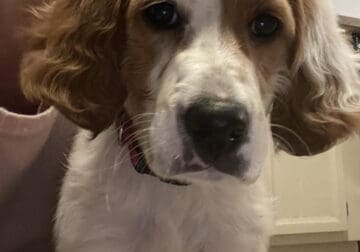 Irish Red and White Setter for Sale