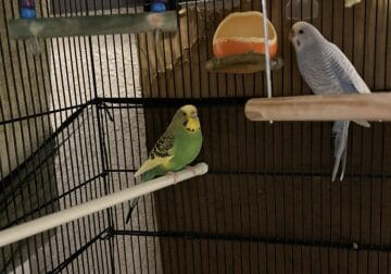 2 Parakeets with food and cage