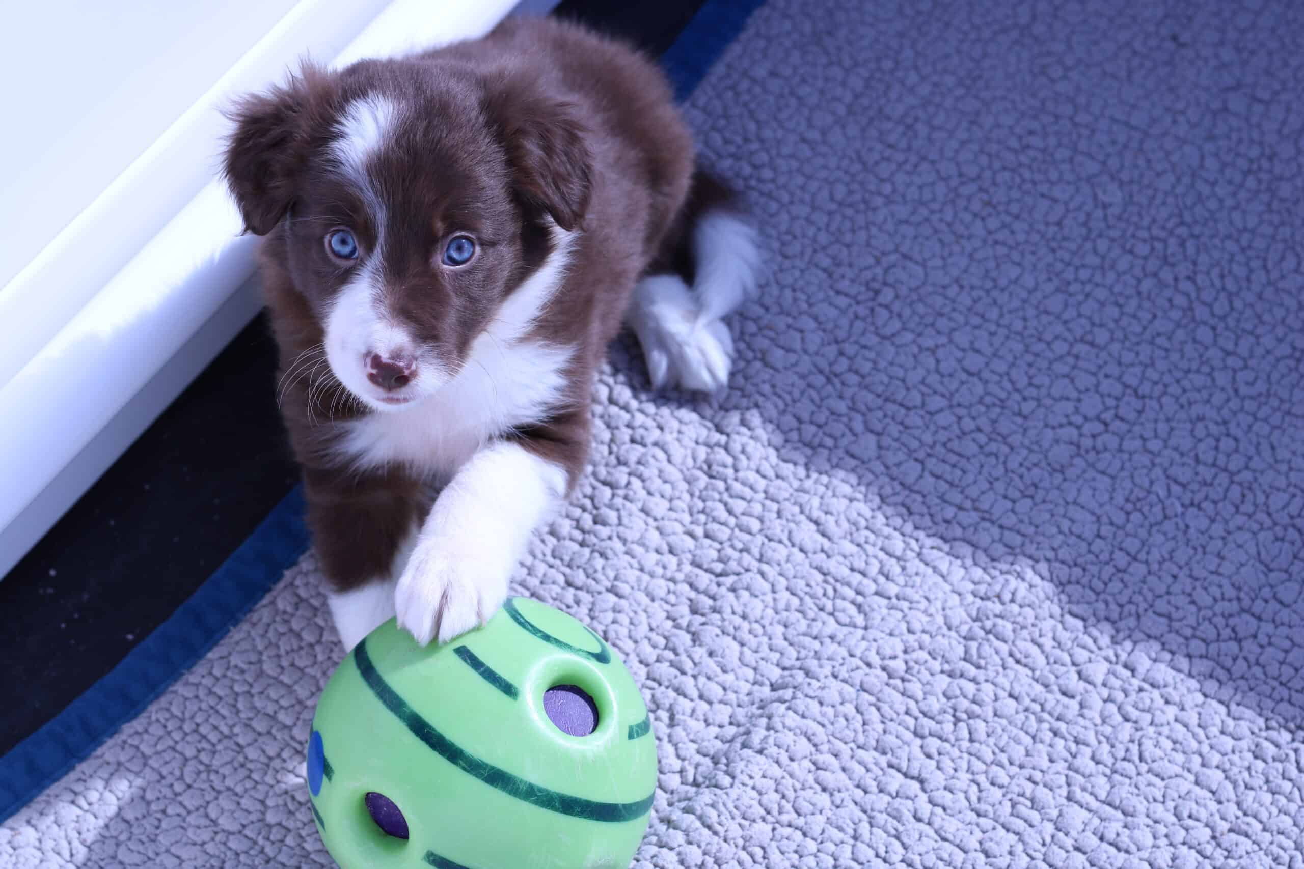 AKC Border Collie Puppy Female | PetClassifieds.com