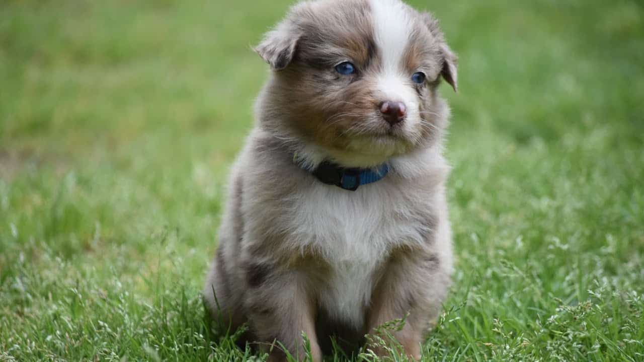 Australian shepherd | PetClassifieds.com