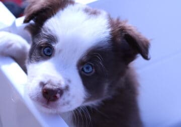 AKC Border Collie Puppy