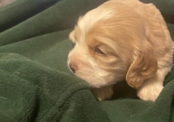 American cocker spaniels puppies for sale