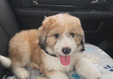 Puppy for adoption – Minnie