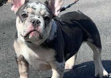 French bulldogs for sale