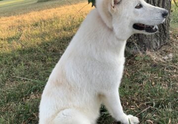 Female Hokkaido Dog