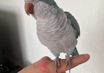 Rayne (Blue Quaker Parrot)