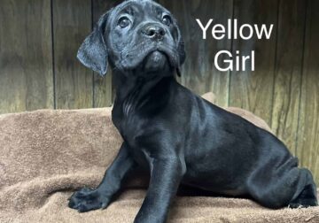 Cane corso puppy ready for new home