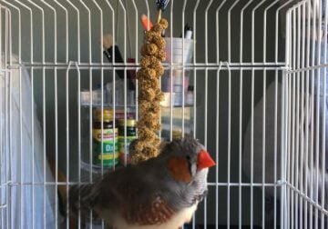 Zebra finch looking for new home