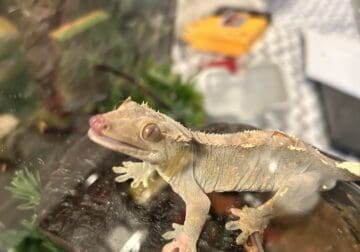 Selling Crested Gecko