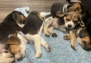 Beagle puppies need home