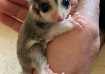 Sugar glider baby and cage