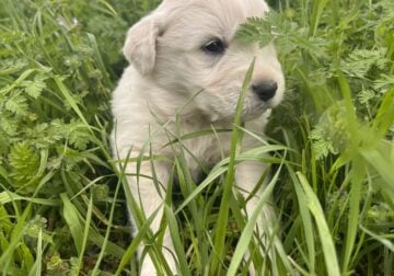 Great Pyrenees Puppies – Female – Poppy