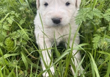 Great Pyrenees Puppies – Girl – Willow