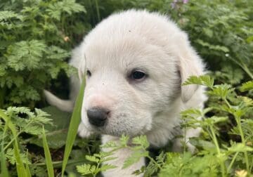 Great Pyrenees Puppies – Girl – Violet
