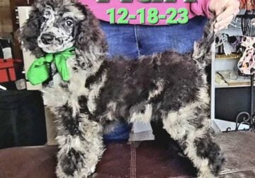 Standard Poodle Puppies available and ready for th