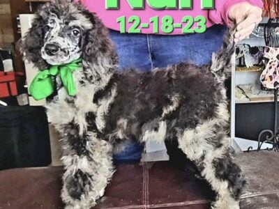 Standard Poodle Puppies available and ready for th