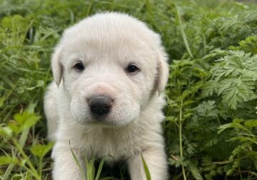 Great Pyrenees Puppies – Boy – Reed