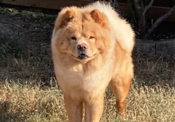 1year old Chow