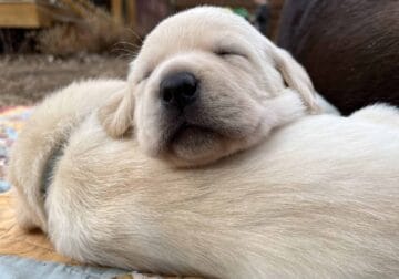 AKC Labrador Retriever Puppies – Yellow and Black
