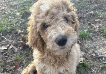 Piper – Standard Goldendoodle – Morehead, KY