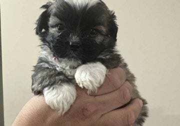 Cute Puppy for Sale