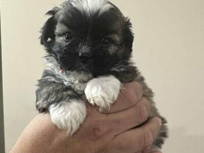 Cute Puppy for Sale